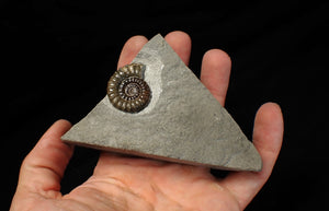 Large calcite Promicroceras ammonite fossil display piece (29mm)