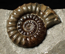 Load image into Gallery viewer, Large calcite Promicroceras ammonite fossil display piece (29mm)
