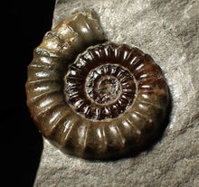 Load image into Gallery viewer, Large calcite Promicroceras ammonite fossil display piece (29mm)
