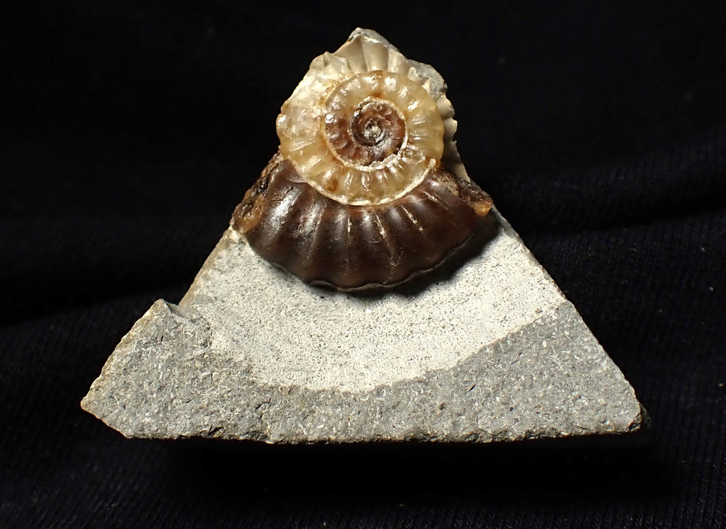 Calcite Promicroceras ammonite fossil display piece (20 mm)