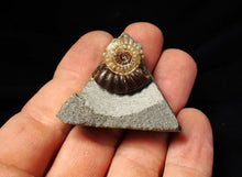 Load image into Gallery viewer, Calcite Promicroceras ammonite fossil display piece (20 mm)
