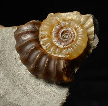 Load image into Gallery viewer, Calcite Promicroceras ammonite fossil display piece (20 mm)
