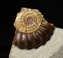 Load image into Gallery viewer, Calcite Promicroceras ammonite fossil display piece (20 mm)
