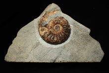 Load image into Gallery viewer, &quot;Popped&quot; Asteroceras obtusum ammonite fossil (68 mm)
