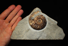 Load image into Gallery viewer, &quot;Popped&quot; Asteroceras obtusum ammonite fossil (68 mm)
