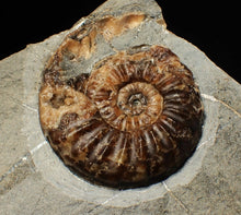 Load image into Gallery viewer, &quot;Popped&quot; Asteroceras obtusum ammonite fossil (68 mm)
