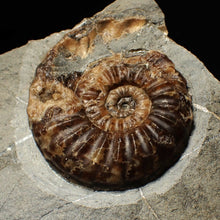 Load image into Gallery viewer, &quot;Popped&quot; Asteroceras obtusum ammonite fossil (68 mm)
