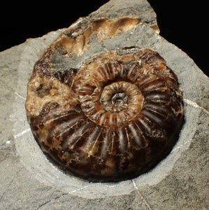 "Popped" Asteroceras obtusum ammonite fossil (68 mm)