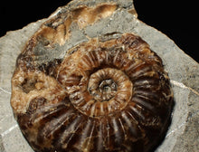 Load image into Gallery viewer, &quot;Popped&quot; Asteroceras obtusum ammonite fossil (68 mm)
