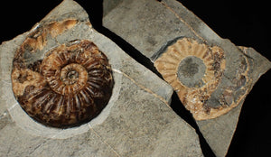 "Popped" Asteroceras obtusum ammonite fossil (68 mm)