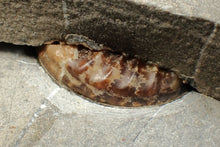 Load image into Gallery viewer, &quot;Popped&quot; Asteroceras obtusum ammonite fossil (68 mm)
