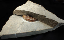 Load image into Gallery viewer, &quot;Popped&quot; Asteroceras obtusum ammonite fossil (68 mm)
