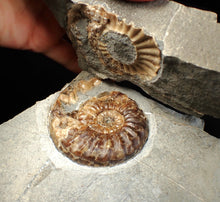 Load image into Gallery viewer, &quot;Popped&quot; Asteroceras obtusum ammonite fossil (68 mm)
