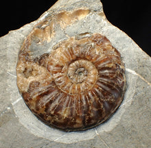 Load image into Gallery viewer, &quot;Popped&quot; Asteroceras obtusum ammonite fossil (68 mm)
