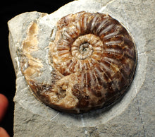 Load image into Gallery viewer, &quot;Popped&quot; Asteroceras obtusum ammonite fossil (68 mm)
