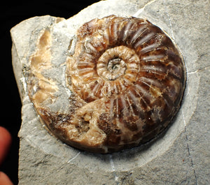 "Popped" Asteroceras obtusum ammonite fossil (68 mm)