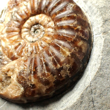 Load image into Gallery viewer, &quot;Popped&quot; Asteroceras obtusum ammonite fossil (68 mm)
