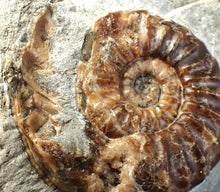 Load image into Gallery viewer, &quot;Popped&quot; Asteroceras obtusum ammonite fossil (68 mm)
