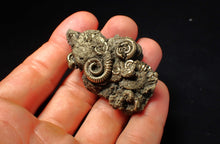 Load image into Gallery viewer, Large full pyrite multi-ammonite fossil (55 mm)
