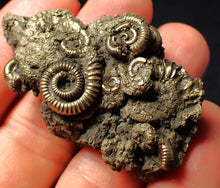 Load image into Gallery viewer, Large full pyrite multi-ammonite fossil (55 mm)
