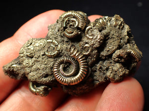 Large full pyrite multi-ammonite fossil (55 mm)
