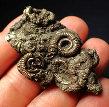 Load image into Gallery viewer, Large full pyrite multi-ammonite fossil (55 mm)
