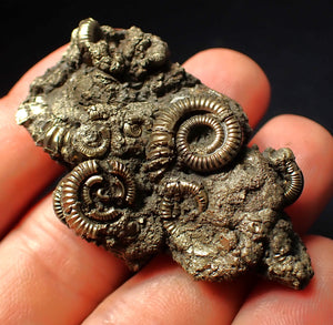 Large full pyrite multi-ammonite fossil (55 mm)