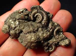 Large full pyrite multi-ammonite fossil (55 mm)