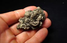 Load image into Gallery viewer, Large full pyrite multi-ammonite fossil (55 mm)
