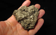 Load image into Gallery viewer, Huge pyrite multi-ammonite fossil (75 mm) Crucilobiceras
