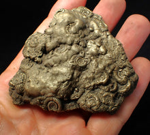Load image into Gallery viewer, Huge pyrite multi-ammonite fossil (75 mm) Crucilobiceras
