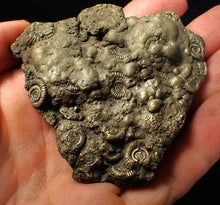 Load image into Gallery viewer, Huge pyrite multi-ammonite fossil (75 mm) Crucilobiceras
