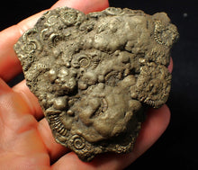 Load image into Gallery viewer, Huge pyrite multi-ammonite fossil (75 mm) Crucilobiceras

