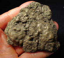 Load image into Gallery viewer, Huge pyrite multi-ammonite fossil (75 mm) Crucilobiceras
