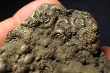 Load image into Gallery viewer, Huge pyrite multi-ammonite fossil (75 mm) Crucilobiceras
