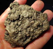 Load image into Gallery viewer, Huge pyrite multi-ammonite fossil (75 mm) Crucilobiceras

