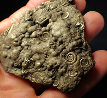 Load image into Gallery viewer, Huge pyrite multi-ammonite fossil (75 mm) Crucilobiceras

