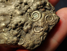 Load image into Gallery viewer, Huge pyrite multi-ammonite fossil (75 mm) Crucilobiceras
