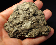 Load image into Gallery viewer, Huge pyrite multi-ammonite fossil (75 mm) Crucilobiceras
