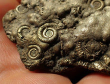 Load image into Gallery viewer, Huge pyrite multi-ammonite fossil (75 mm) Crucilobiceras
