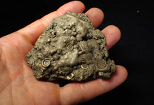 Load image into Gallery viewer, Huge pyrite multi-ammonite fossil (75 mm) Crucilobiceras
