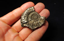 Load image into Gallery viewer, Large Crucilobiceras pyrite ammonite fossil (45 mm)
