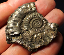 Load image into Gallery viewer, Large Crucilobiceras pyrite ammonite fossil (45 mm)
