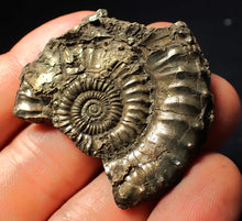 Load image into Gallery viewer, Large Crucilobiceras pyrite ammonite fossil (45 mm)
