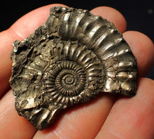Load image into Gallery viewer, Large Crucilobiceras pyrite ammonite fossil (45 mm)
