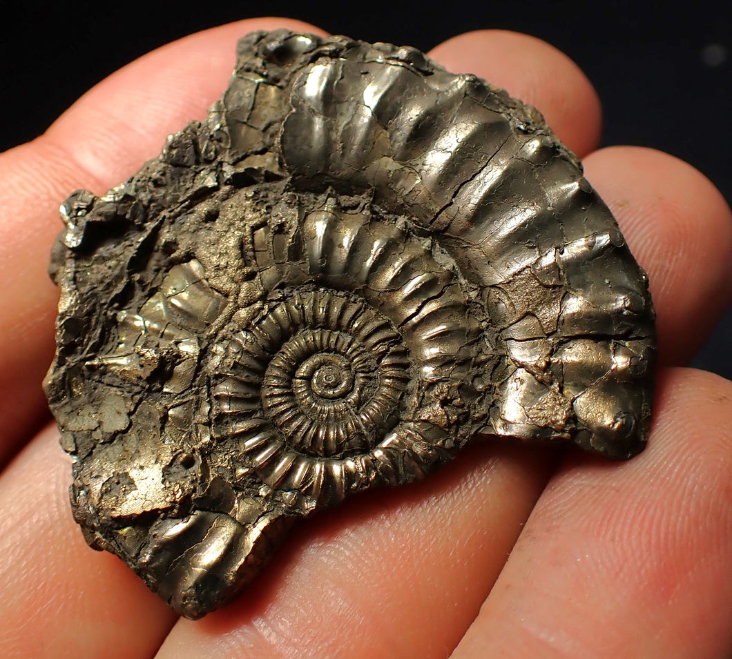 Large Crucilobiceras pyrite ammonite fossil (45 mm)
