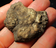 Load image into Gallery viewer, Large Crucilobiceras pyrite ammonite fossil (45 mm)

