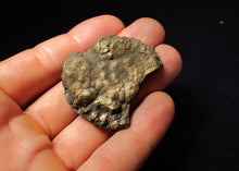 Load image into Gallery viewer, Large Crucilobiceras pyrite ammonite fossil (45 mm)
