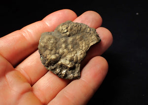Large Crucilobiceras pyrite ammonite fossil (45 mm)