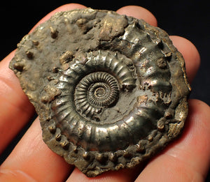 Very large Crucilobiceras pyrite ammonite fossil (59 mm)